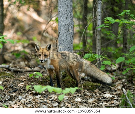 Red Fox close-up profile view in the forest with foliage and looking at camera in its environment and habitat. Picture. Photo. Portrait. Fox Image.