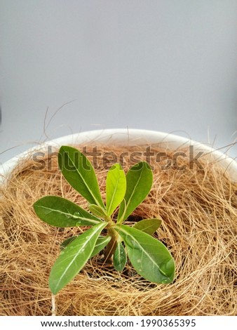 Adenium seedlings growing in pots with coconut fiber decoration
