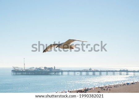 Seagulls flying over the crowded beach of Brighton and Hove Royalty-Free Stock Photo #1990382021