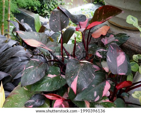 Beautiful pink and black leaves of Philodendron Pink Princess tropical plant Royalty-Free Stock Photo #1990396136