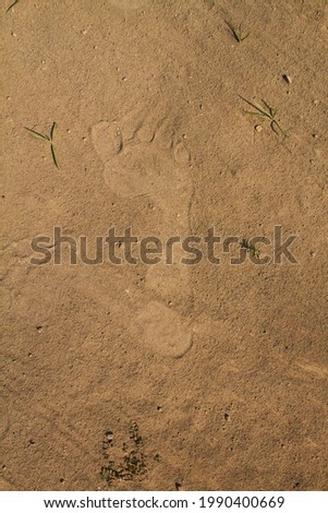 footprints on the yellow sand