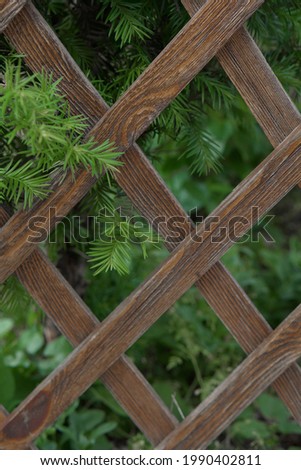 A beautiful background from a decorative fence through which young branches of a Christmas tree protrude. Focus is on the branch in the middle of the photo, everything else is blurry, which creates a 