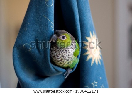 Young Cute Black Capped Conure Playing hide and seek in a hanging blue fabric with star night pattern showing off beautiful collar  Royalty-Free Stock Photo #1990412171
