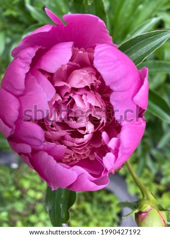 Blooming peony flower.  Pink peony on a background of green foliage
