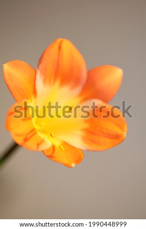 Orange flower blossom close up background clivia miniata family amaryllidaceae high quality big size prints