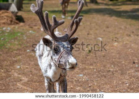 Reindeer on the farm in the paddock