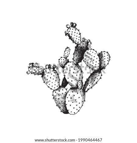 Cactus opuntia with flowers, wild exotic plant. Tropical floral prickly pear. Vector black and white hand drawn isolated illustration. Royalty-Free Stock Photo #1990464467