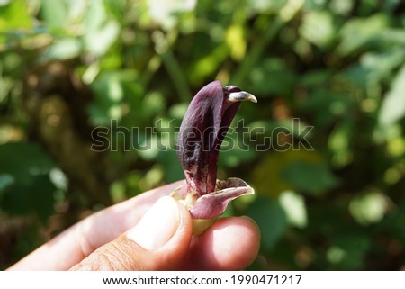 Velvet bean flower. Indonesian call velvet bean with benguk