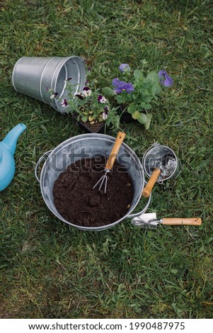 Buckets, tools, watering can for transplanting pansy flowers in the garden. Royalty-Free Stock Photo #1990487975