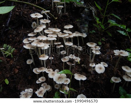 Termitomyces microcarpus mushroom Kerala rainy season