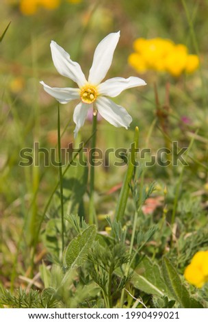 Wild narcissus flower in the italian mountain