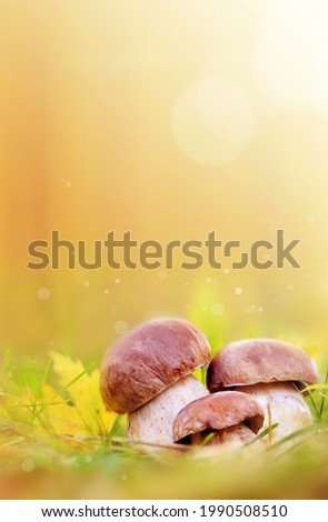 White mushrooms in the woods, on a background of leaves