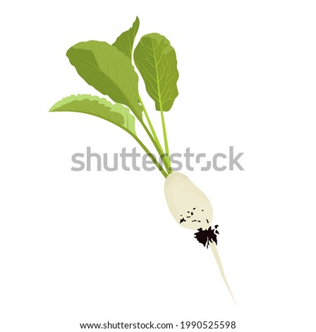 White radishes vector stock illustration. Mooli radish (daikon) plants and roots, mooli kumbong variety. Chinese radish. Isolated on a white background. Royalty-Free Stock Photo #1990525598