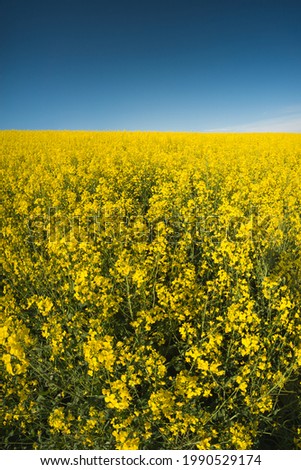 Large field of flowering rapeseed	 Royalty-Free Stock Photo #1990529174