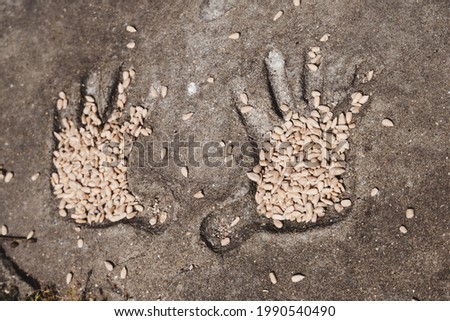 Hands print engraved in concrete at the pavement filled with sunflower seeds