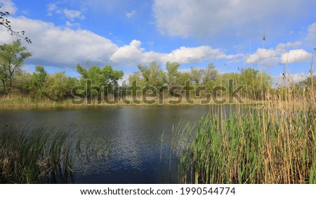 Summer landscape with wild lake in forest