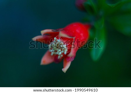Macro picture of wild pomegranate tree flower ( Punica protopunica ) on countryside.Natural light photos