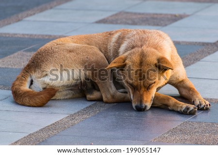 Dog Sleeping On Pedestrian