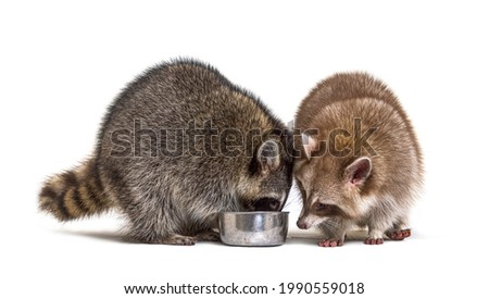 Two raccoons eating from a dog bowl