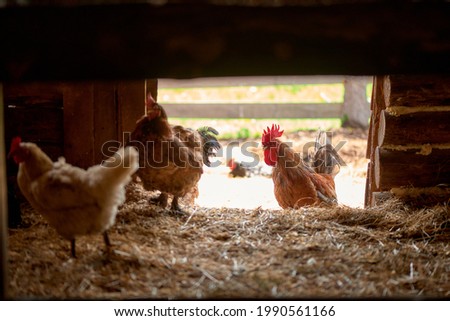 Rooster and chicken feed on the farm