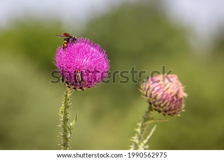 Milk thistle blooms in the field