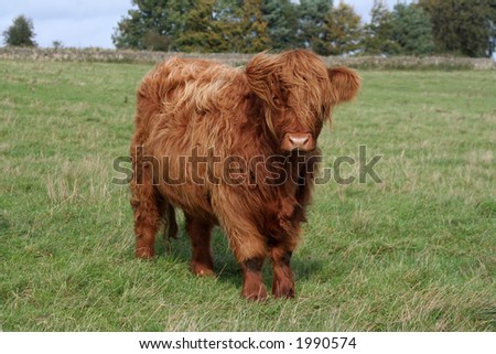 Wonderful Highland cow