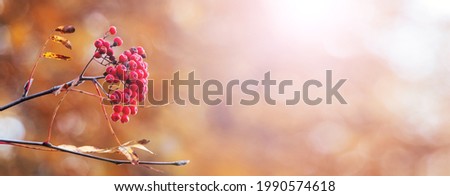 Autumn background with red rowan berries on a blurred background in sunny weather