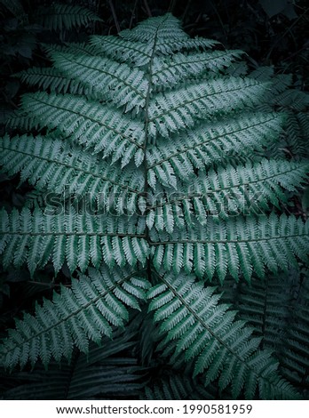 Tropical leaf dark Green background