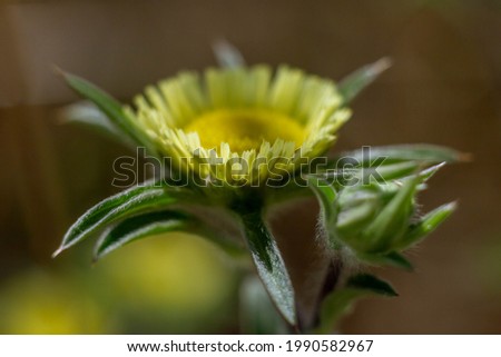 Macro picture of Pallenis spinosa, common names: Spiny Starwort or Spiny Golden Star, is an annual herbaceous plant belonging to the genus Pallenis of the family Asteraceae.