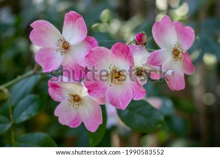 California Wild rose with gorgeous pink and white colors and a bright yellow and red corolla at the botanical garden in Brussels Royalty-Free Stock Photo #1990583552
