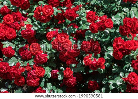 Floral background. Beautiful red roses bush in summer morning garden on bright summer day background