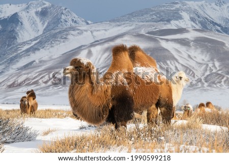 Mongolian camels against rocky mountains in winter Royalty-Free Stock Photo #1990599218