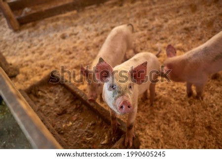 Little piglets on a pig farm in a pen
