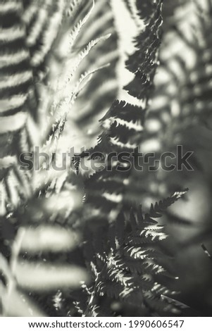 Fern leaves silhouettes, forest foliage in the sun glare. Art photography for an interior poster. Natural background in deep green colors