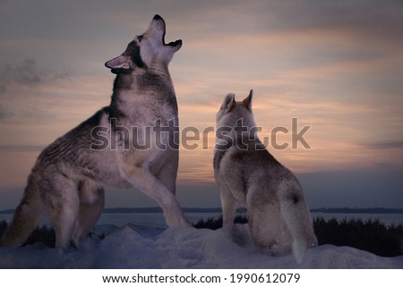a seasoned adult predator wolf teaches his wolf pup to howl at sunset on a winter day on the banks of a frozen river 