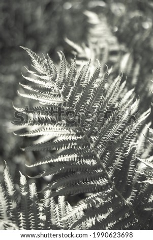 Fern leaf, forest foliage . Art photography for an interior poster, cover print. Natural background in monochrome colors