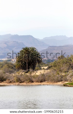 Lagoon in foreground, dunes with vegetation and mountains in the background, Maspalomas, south of Gran Canaria, Spain