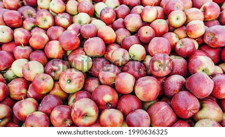 Harvest of apples for juice and puree production, fruit sales and business. Close up a lot of delicious shiny ripe fresh red apples in farm, warehouse or store, outdoor, copy space, panorama