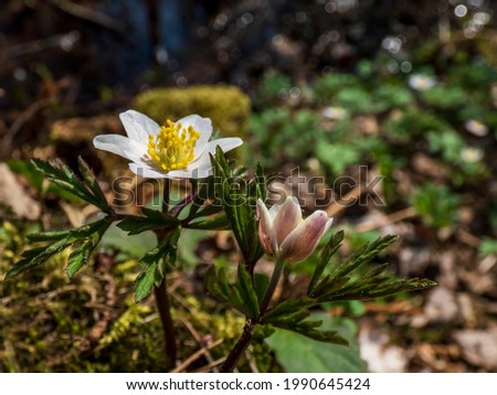 White flower plants of Wood anemone (Anemone nemorosa) blooming in spring in bright sunlight with blurred green and brown background