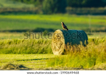 A common buzzard on a hay bales Royalty-Free Stock Photo #1990649468