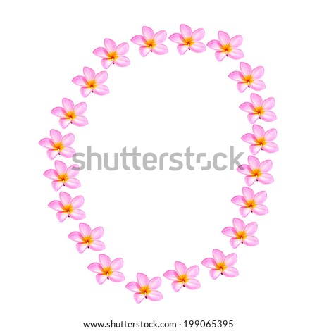 Plumaria Flower isolated white background in number 0