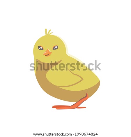 Cute chick isolated on white transparent background. Vector flat design children's illustration. Side view. Farm domestic animal drawing. Side view