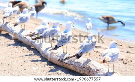 A picture of multiple Seagulls standing on a wooden log looking at the lake.