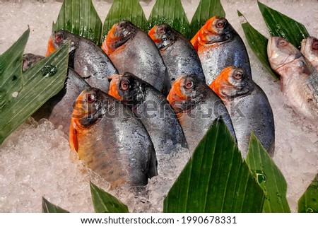 Stacked Red Orange Pomfret Fish on Ice. Tropical Fish Sale in traditional or modern market. Raw Seafood Displayed Royalty-Free Stock Photo #1990678331
