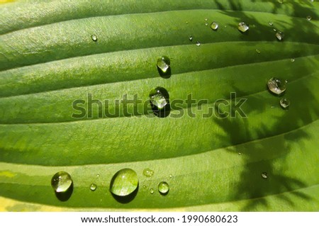 bright sun and rain, on a large green leaf, raindrops and shadow at the same time