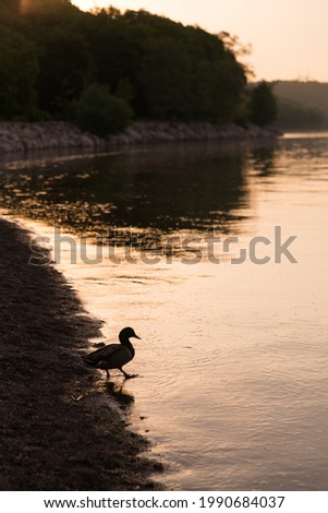Mallard duck in silhouette stepping into the St. Lawrence River during a golden hour morning, Cap-Rouge area, Quebec City, Quebec, Canada
