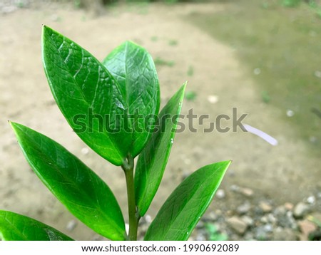 Ornamental Plants Ficus Pumila
ground background. lens caps. air purifier plant