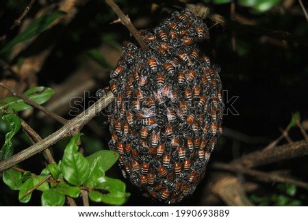 A picture of a beautiful honeycomb