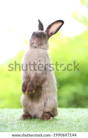 Adorable grey rabbit stands on green grass. Teenager dark brown bunny standing up tall for attention with green background in nature of spring.