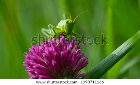 green grasshopper. Green locust sits on a clover flower. big cricket on a red flower, on a green blurred background. macro photo of nature. close-up portrait of an insect. field pest